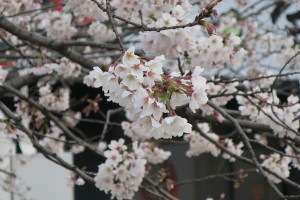 熊本も桜が見ごろの季節になりました！