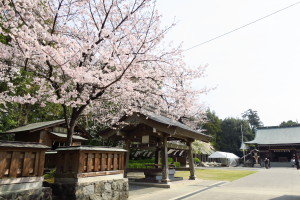 桜が咲いてました！難しい案件の進行中は、最高の気分転換になります！