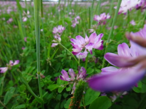 れんげの花畑が一面にきれいです。 気持ちがリフレッシュできて、頑張ろうと思うことができます。 