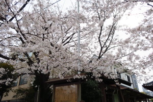 熊本事務所近くの神社の桜です！一所懸命ブログ書きます！