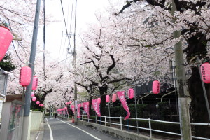 染井吉野発祥の地の桜です。東京本店から徒歩７分くらいです。毎年楽しみにしております！