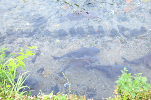 魚が気持ちよさそうに泳いでいる姿をみると、気持ちが良いです！