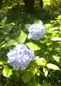 季節の花を見てリフレッシュ。書類の重さに負けずがんばります。